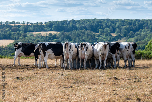 cows in a field during drought