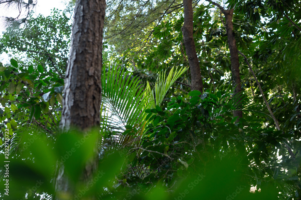 Fototapeta premium Dense Tropical Green Forest