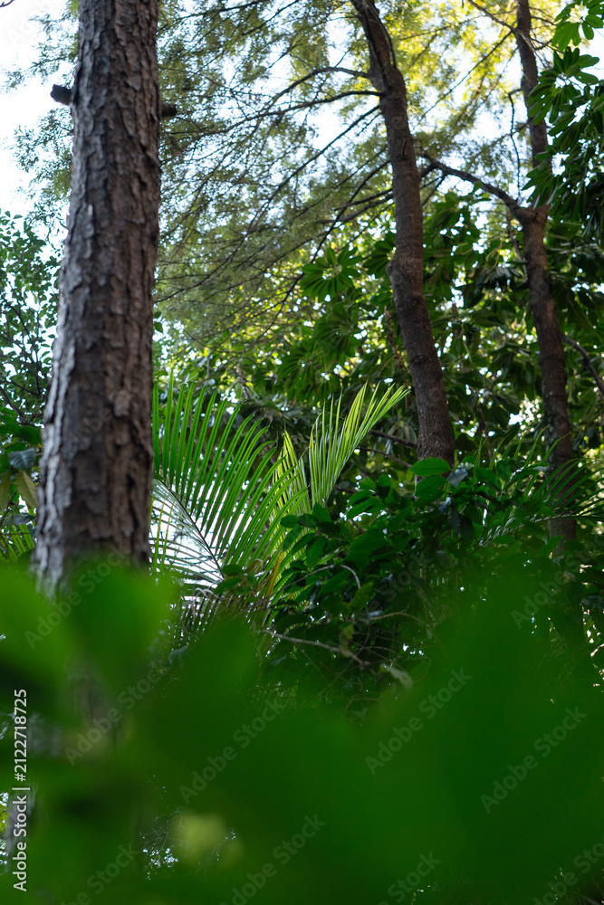 Fototapeta premium Dense Tropical Green Forest