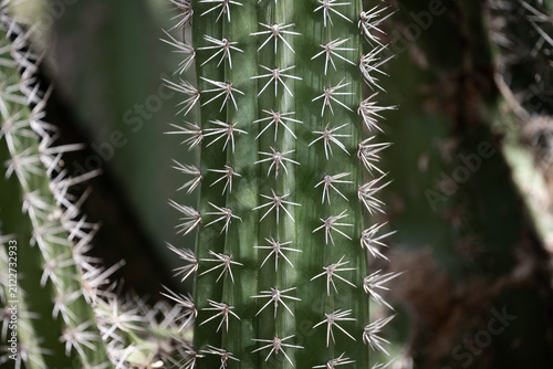 Фотография Close up cactus spines on green desert cactus stem