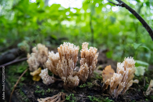 Coral Fungus (Ramaria) Growing on Forest Floor with Cream-Colored Branching Structure