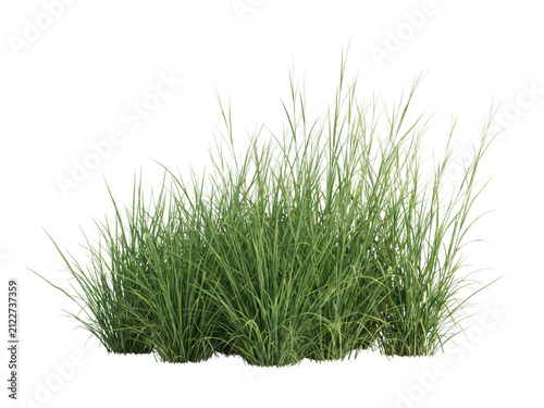 Green grass isolated on transparent background