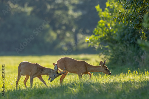 Fotografía Pair of European roe deer (Capreolus capreolus) on a summer meadow in warm evening light at sunset