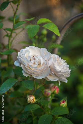 Beautiful white roses blooming in a lush green garden. Fresh delicate rose blossoms growing on a bush with small buds on a sunny summer day. Close-up of elegant romantic floral plants.