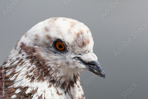 Bild auf Leinwand Close-up Portrait of Juvenile Gull with Orange Eye and Speckled Brown and White
