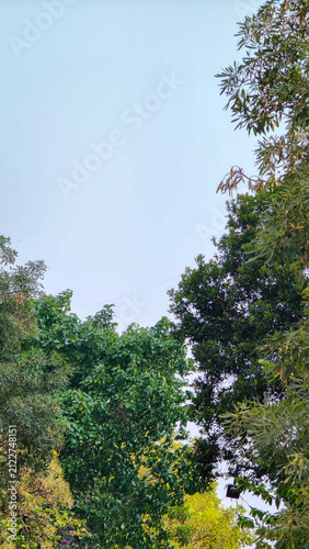 Lush green tree canopy framing clear blue sky with copy space. Vibrant green foliage framing a serene clear blue sky from a low-angle perspective, providing ample negative space for text overlay.