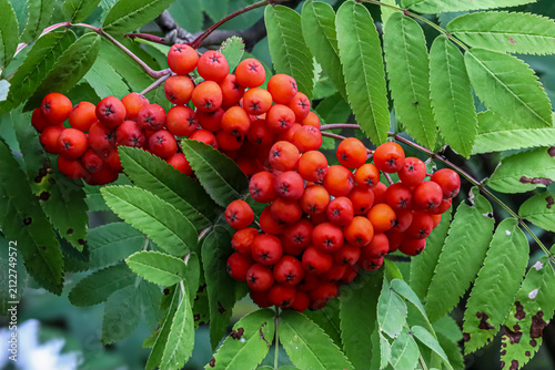 Photography Vibrant cluster of ripe rowan berries surrounded by lush green leaves