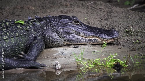 Closeup of a large American alligator resting on a muddy bank. The powerful predator lies still, partially submerged in the murky water