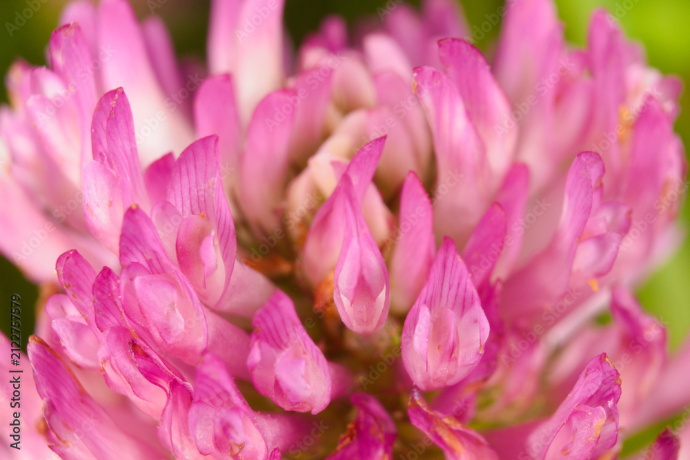 Obraz premium Close-up of a red clover flower (Trifolium pratense)