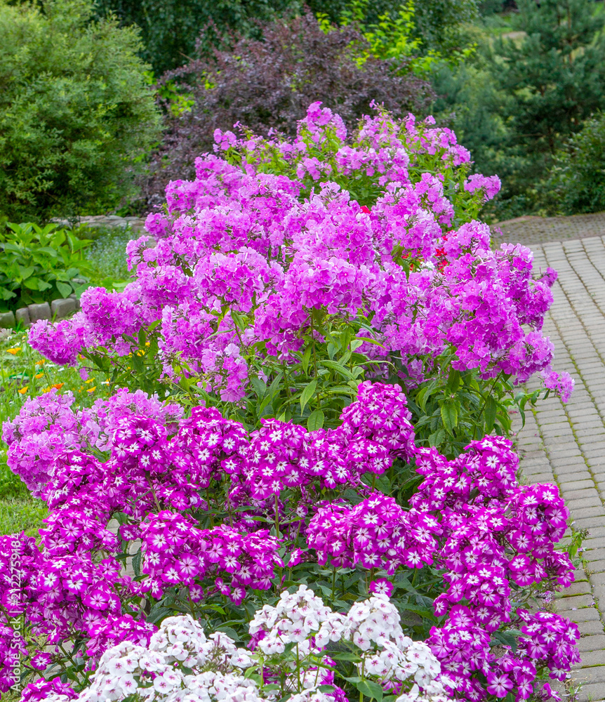 Obraz premium Multicolored panicled phlox flowers in the garden.