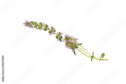 Flowering twig of thyme herb on white