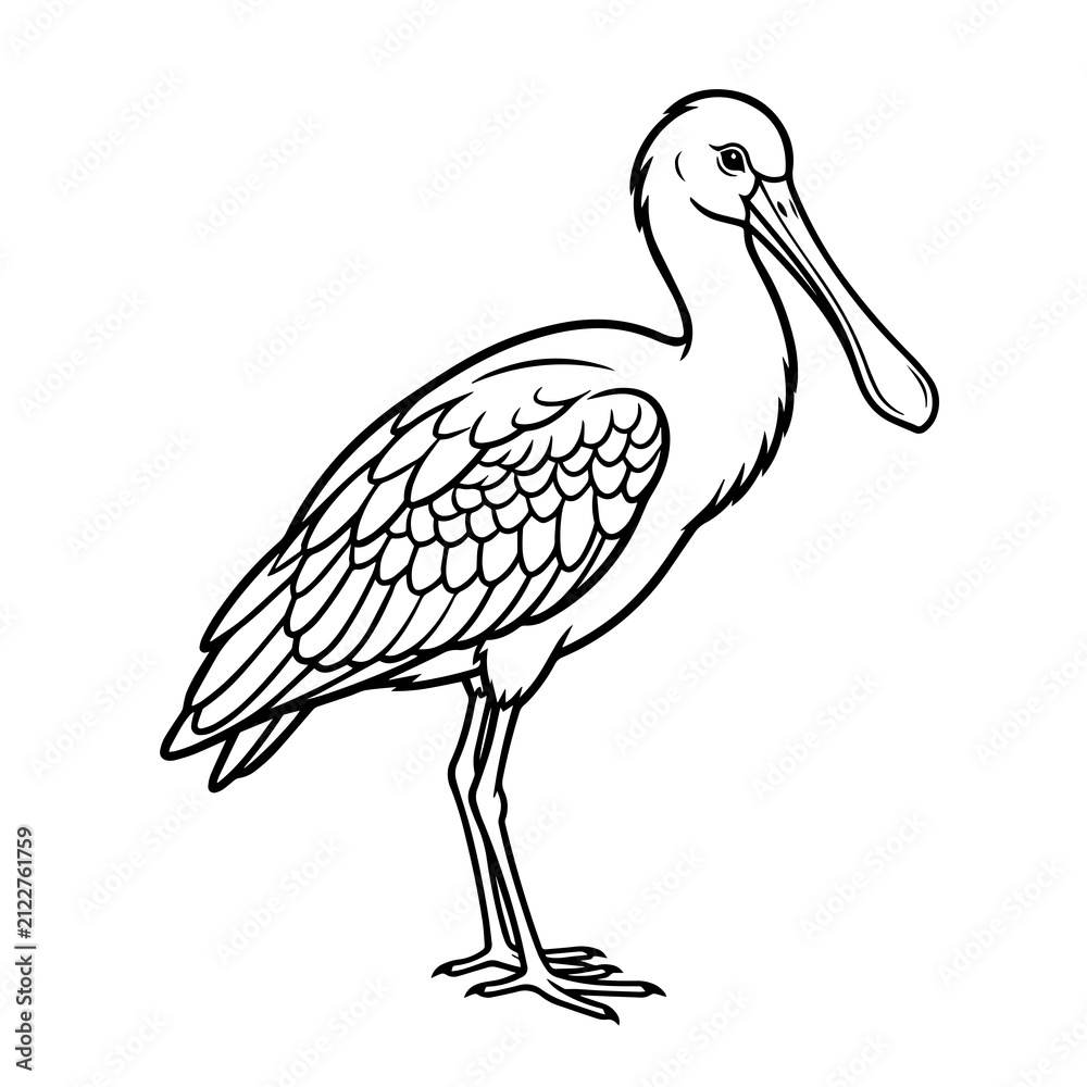 Fototapeta premium Detailed black and white line of a spoonbill bird, standing posture, clear contour lines, isolated on a white background