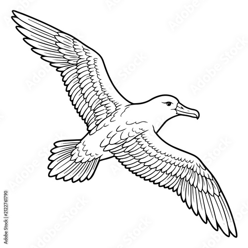 Bild auf Leinwand Detailed black and white line of an albatross flying, wings outstretched, isolat