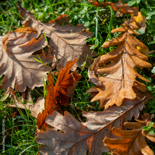 Autumn leaves on green grass.