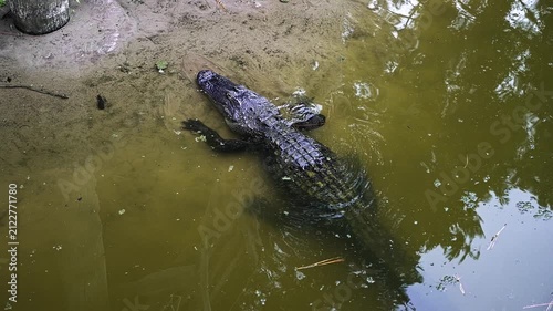 Large American alligator moving from a muddy bank into the murky green water of a swamp. This predatory reptile is partially submerged