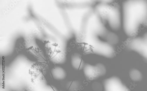 Foto Soft blurred dill umbel herbal silhouette shadow overlay on a transparent backgr