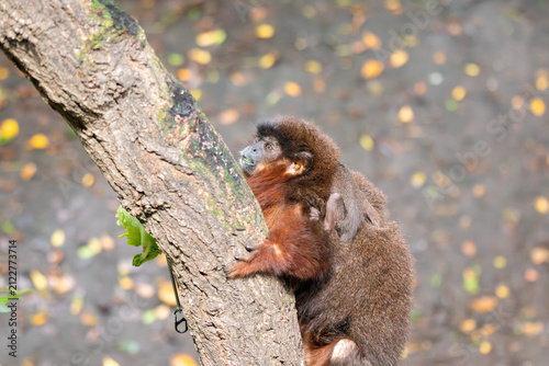 Картината върху платно A Coppery Titi Monkey at a local zoo
