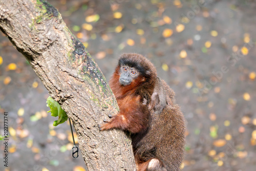 Картината върху платно A Coppery Titi Monkey at a local zoo