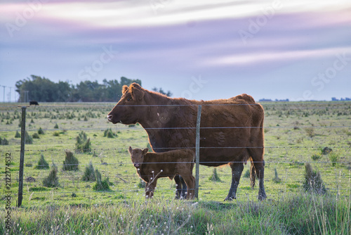 Bild auf Leinwand Red angus cow and calf standing in fenced pasture