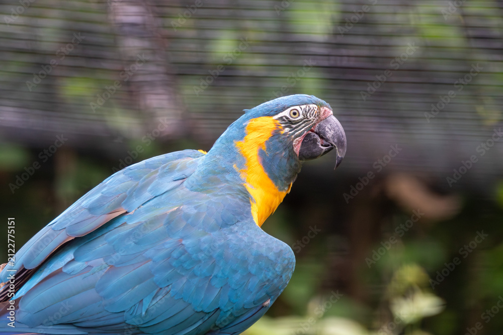 Fototapeta premium A Blue-throated Macaw at a local zoo