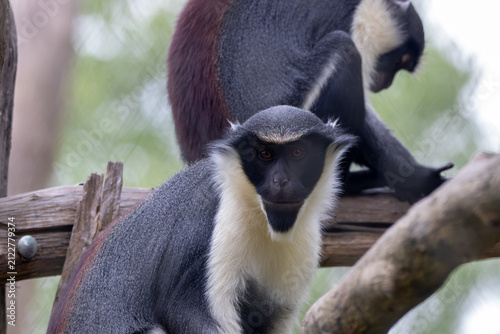 Photography A Diana Monkey at a local zoo