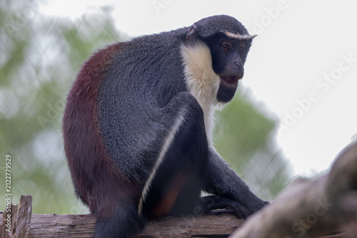 Canvas Print A Diana Monkey at a local zoo