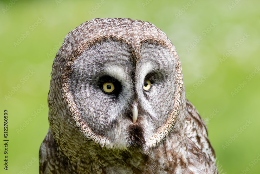 Fototapeta premium A great grey owl at a local zoo