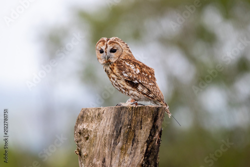 Foto A tawny owl at a local zoo