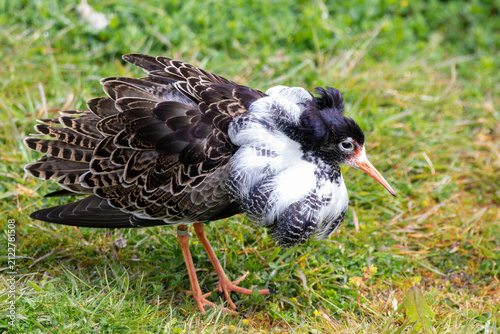 Obraz na plátně A male ruff at a local zoo