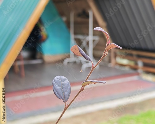 Close up of a purple leaf plant branch with delicate spider web strands and shallow depth of field against a blurred outdoor cabin background in natural daylight.