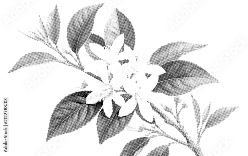Vintage style black and white flower branch illustration on as isolated object
