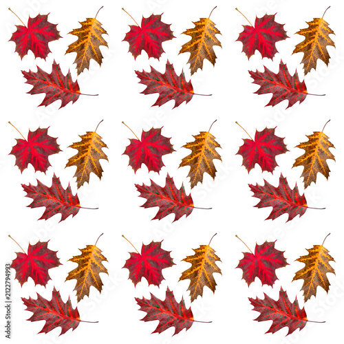 Autumn leaves pattern of red and orange maple and oak leaves on white background