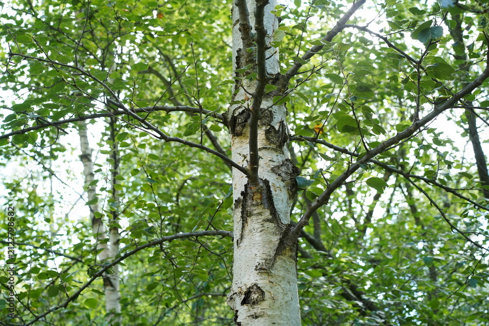 Fototapeta premium Nahaufnahme einer Moor-Birke (Betula pubescens) im Sommer