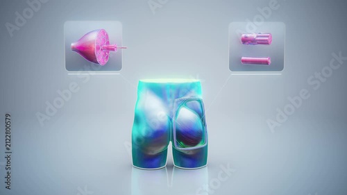 Conceptual 3D animation of gluteal muscle anatomy