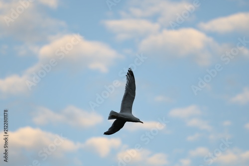 Canvas Print seagull flying in the sky
