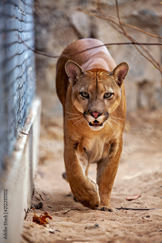 Photography A mountain lion, also known as a puma, in an enclosure in Petrolina, Brazil (Pum