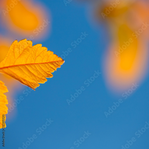 Golden Autumn Leaves Against a Clear Blue Sky