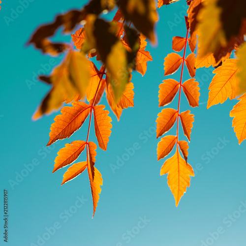Vivid Autumn Leaves Close-Up Against a Bright Blue Sky