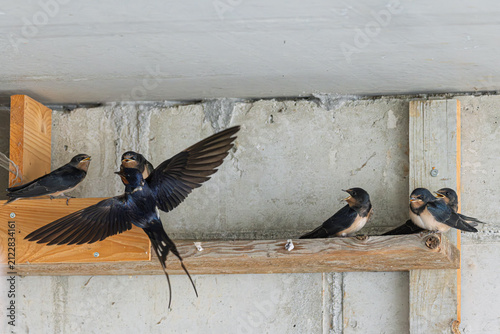 Rauchschwalbe (Hirundo rustica) füttert ihren Jungvogel