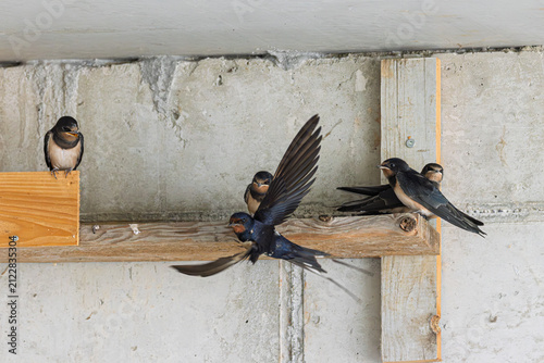 Rauchschwalbe (Hirundo rustica) füttert ihren Jungvogel