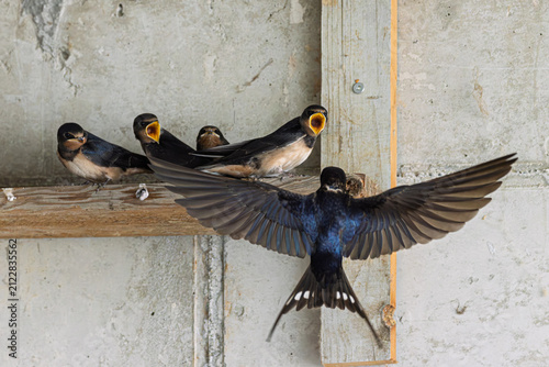 Rauchschwalbe (Hirundo rustica) füttert ihren Jungvogel