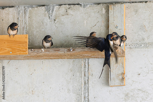 Rauchschwalbe (Hirundo rustica) füttert ihren Jungvogel
