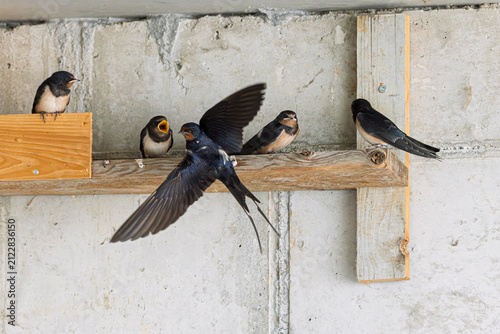 Rauchschwalbe (Hirundo rustica) füttert ihren Jungvogel