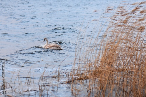 Mute swan swimming in the lake with reeds in autumn, wild nature series