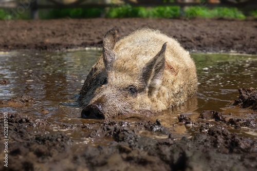 Konstfotografi Pig Wallowing in Muddy Puddle on Farm
