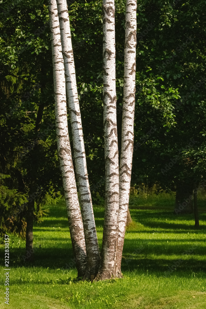 Obraz premium Four white birch tree trunks in a sunny green park.