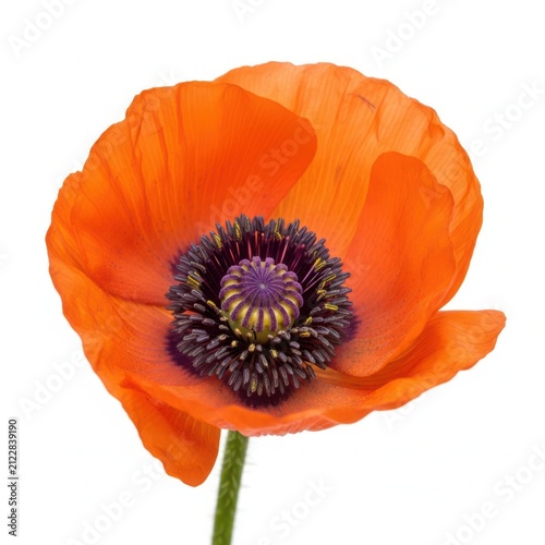 Beautiful single orange poppy flower with purple center macro photography
