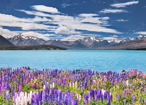 Lake Tekapo with colorful flowers in New Zealand