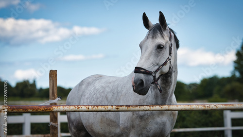 Obraz na płótnie white horse portrait