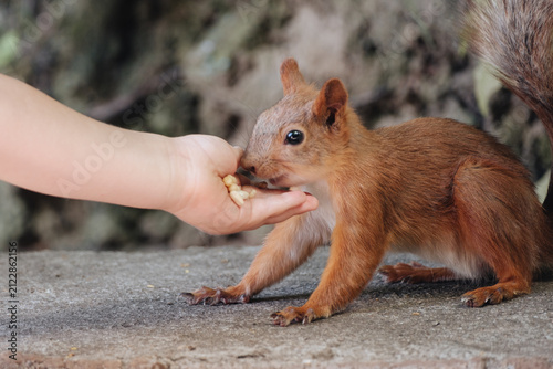 Red squirrel feeding from a person's hand in a park, eating seeds during a close wildlife encounter.